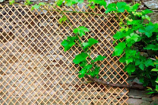 Nortène - WICK TRELLIS Treillis en osier naturel pelé 0,50x1,50m - Image 2