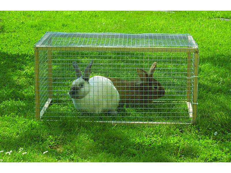 Nortène - FENSANET 12 Grillage metal galva carré 1,2cm Metal 1x5m