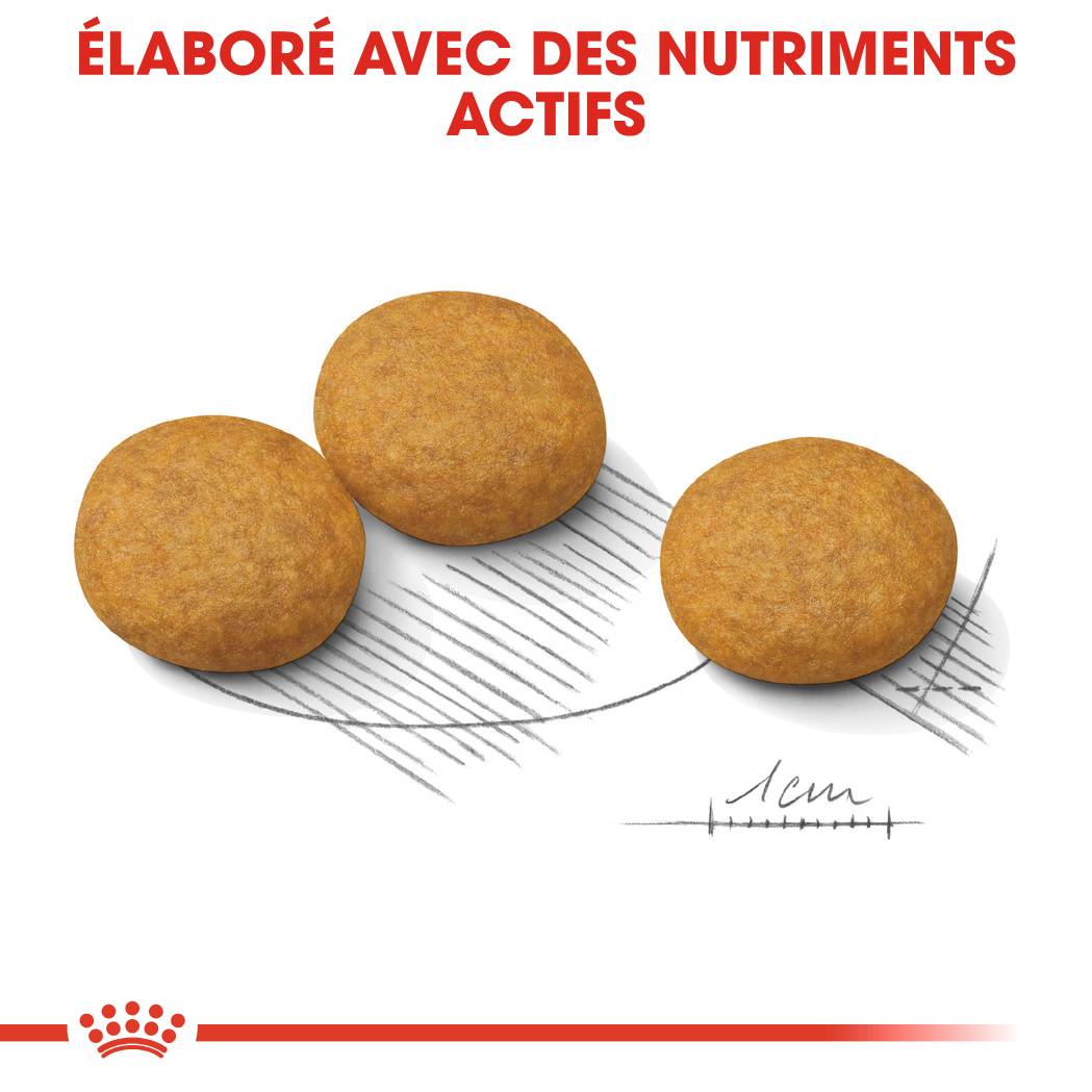 Royal Canin - Croquettes Chien Dermacomfort ROYAL CANIN - Image 2