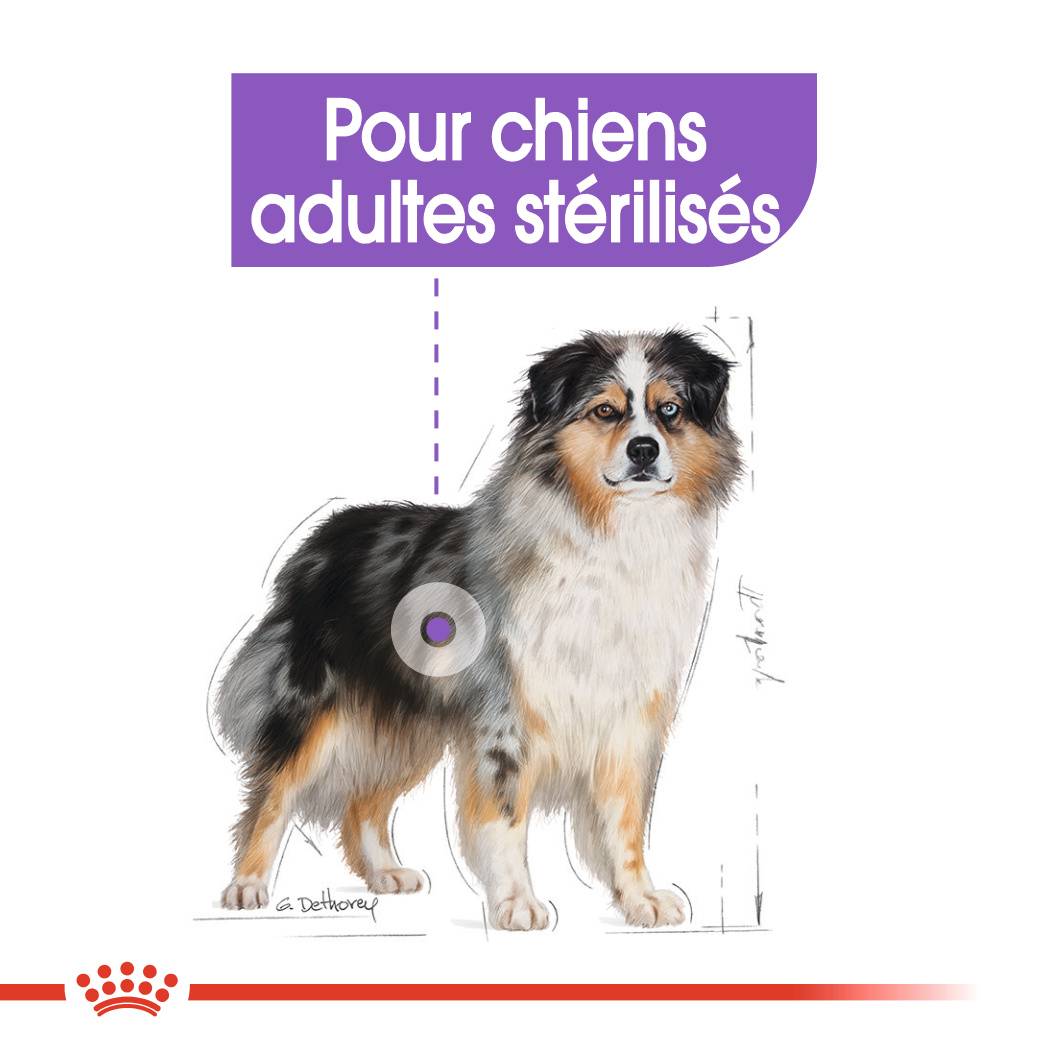Royal Canin - Croquettes pour chien Medium Sterilised - ROYAL CANIN - Image 6