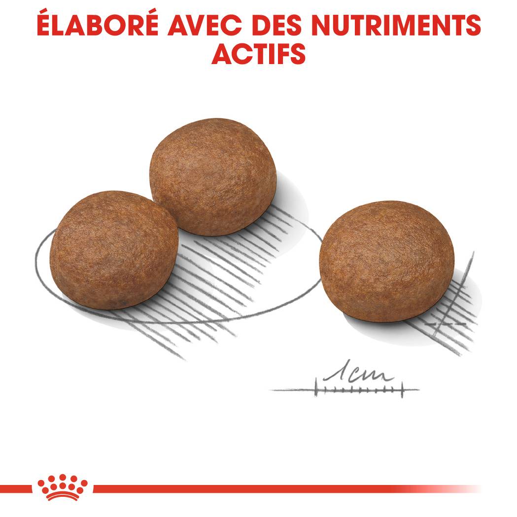Royal Canin - Croquettes Medium Digestive Care - ROYAL CANIN - Image 5