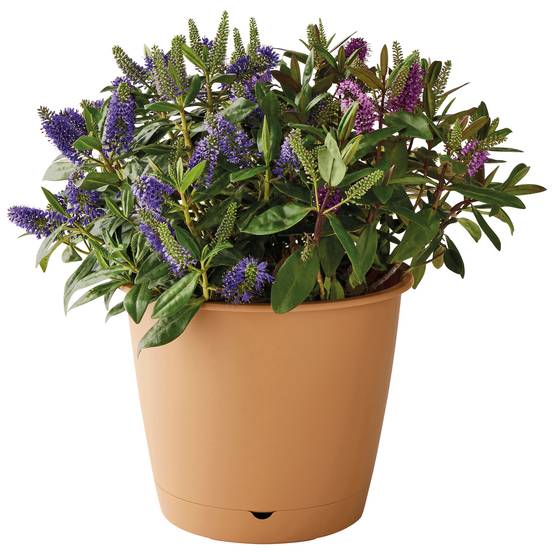 Ecloz - Pot à réserve d'eau L'Autonome Rond Havane ⌀ 30 cm - ECLOZ - Image 4