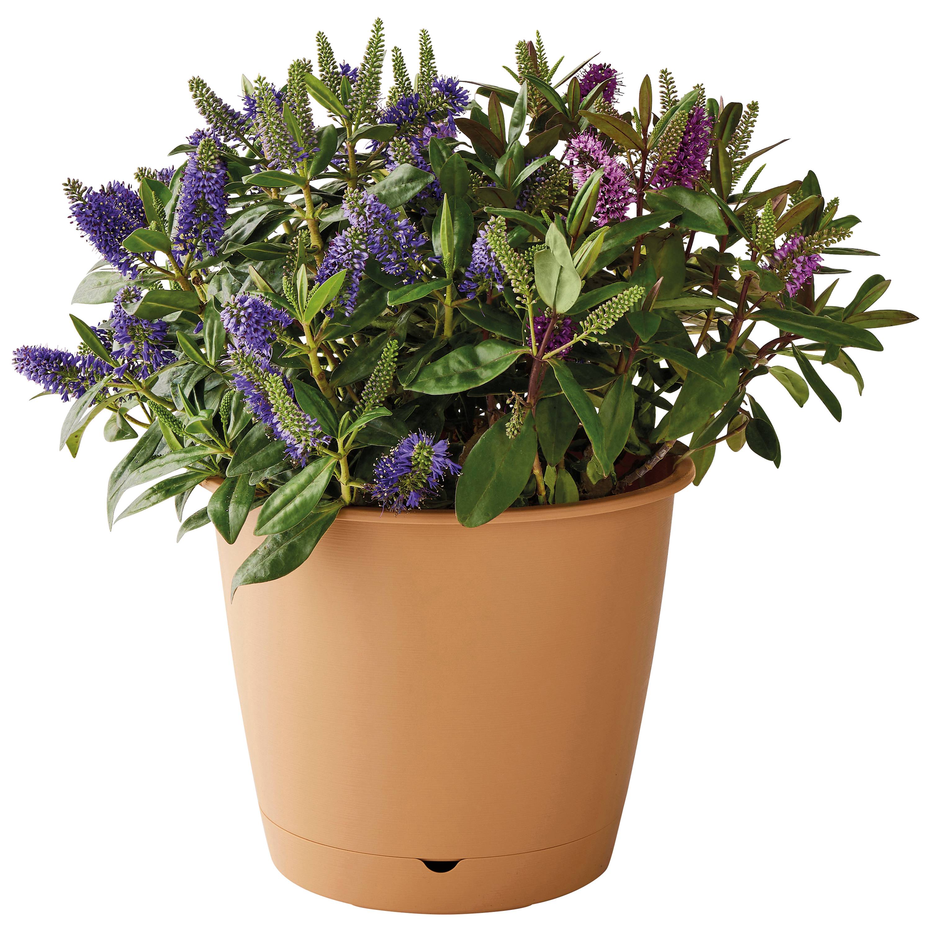 Ecloz - Pot à réserve d'eau L'Autonome Rond Havane ⌀ 30 cm - ECLOZ - Image 4