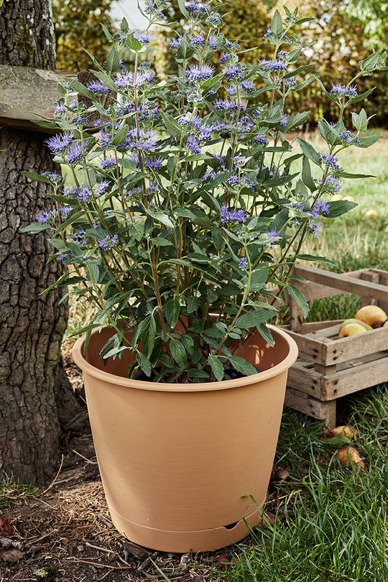 Ecloz - Pot à réserve d'eau L'Autonome Rond Havane ⌀ 30 cm - ECLOZ - Image 6