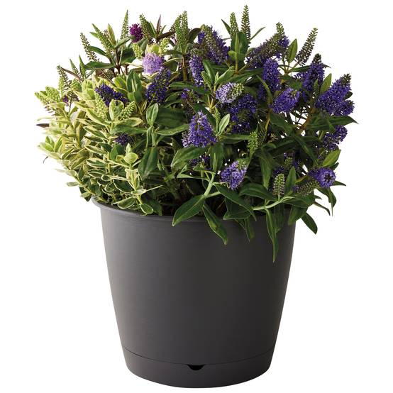 Ecloz - Ecloz - Pot à réserve d'eau L'Autonome Rond Anthracite ⌀30cm - Image 4