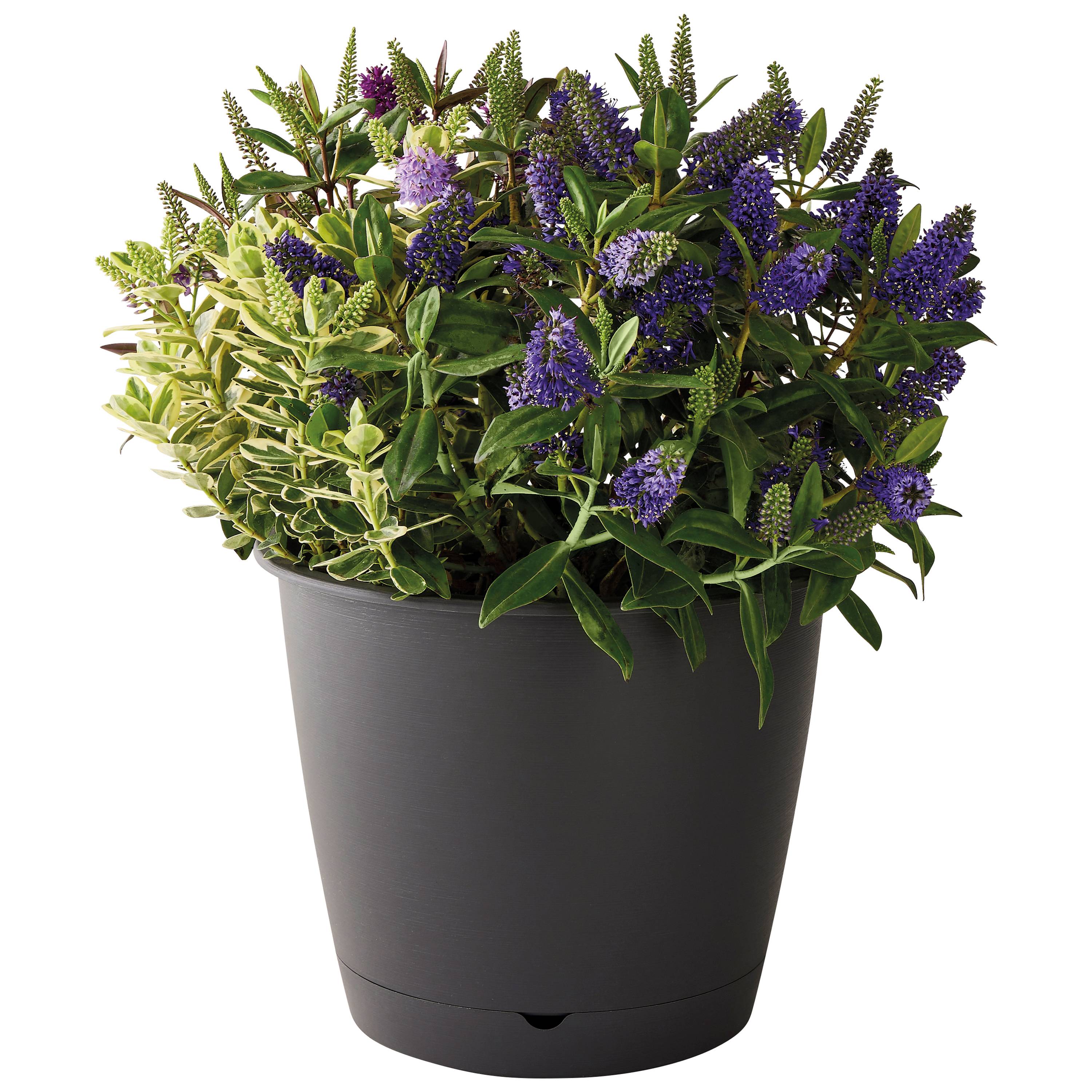Ecloz - Ecloz - Pot à réserve d'eau L'Autonome Rond Anthracite ⌀30cm - Image 4