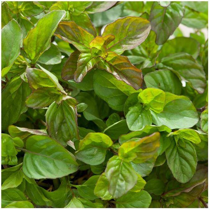 Menthe bergamote - Prêt à consommer - Image 5