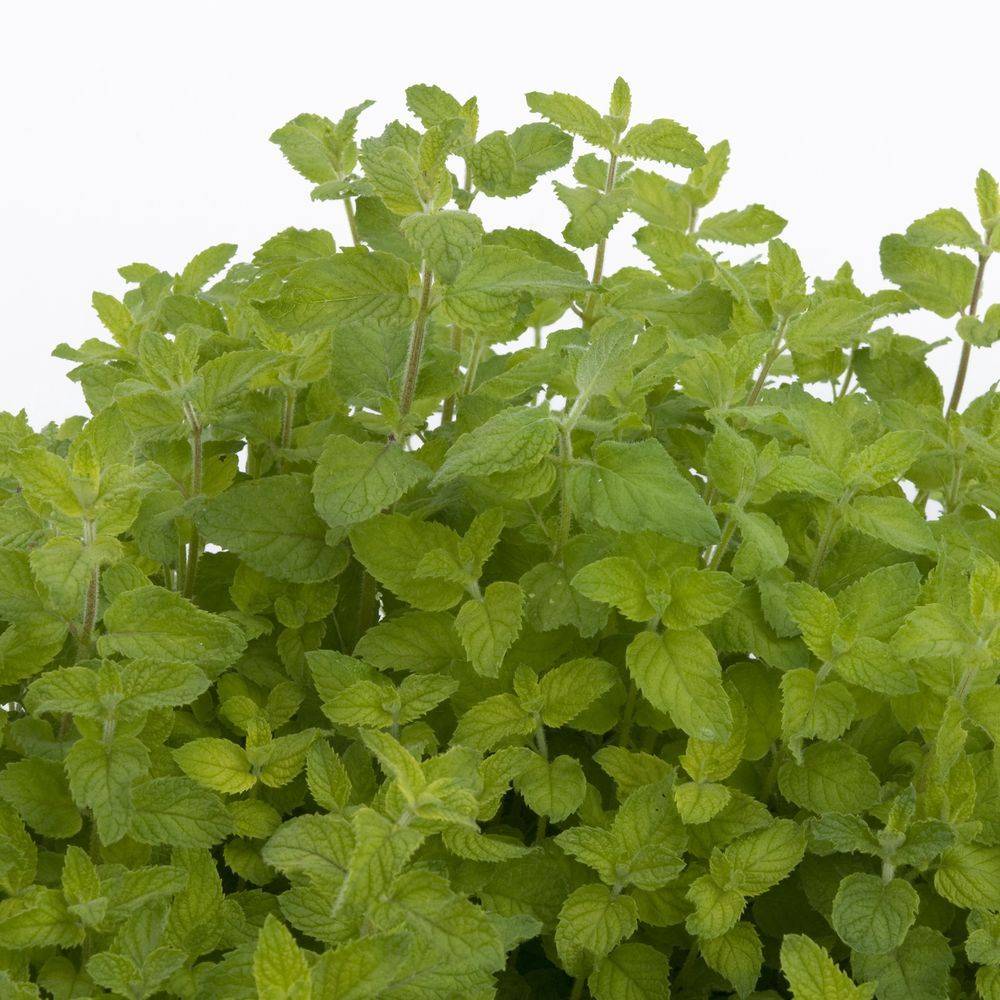 Menthe bergamote - Prêt à consommer - Image 6