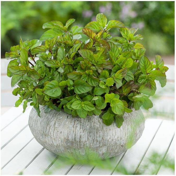 Menthe bergamote - Prêt à consommer - Image 3