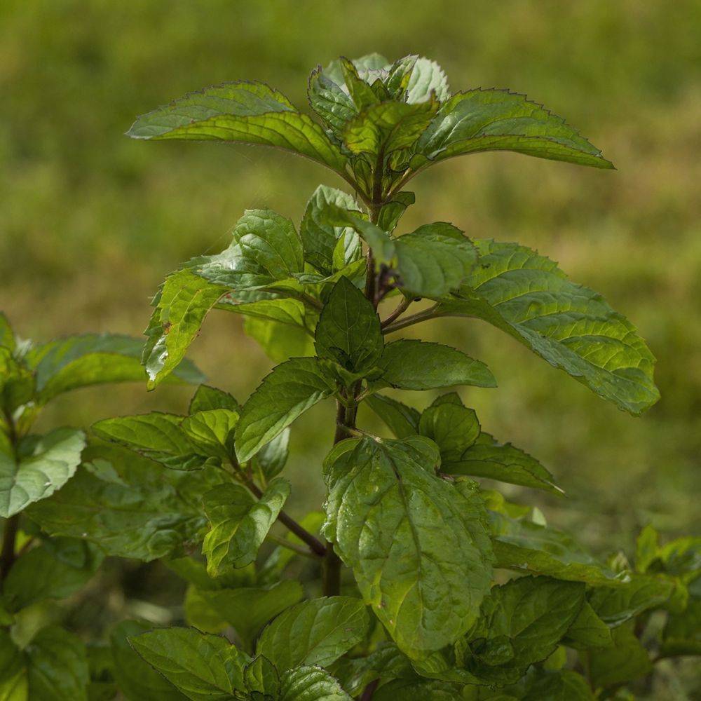 Menthe bergamote - Prêt à consommer - Image 7