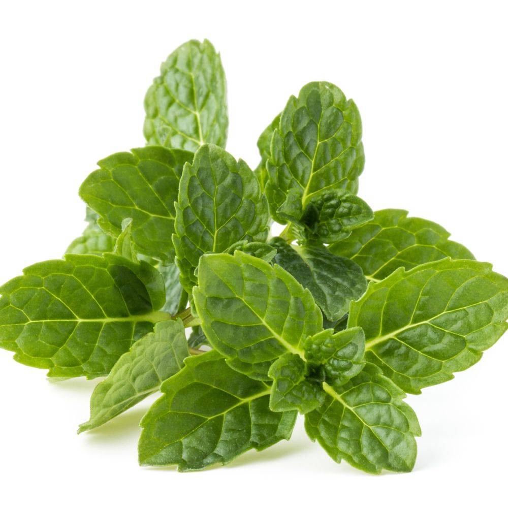 Menthe bergamote - Prêt à consommer - Image 4