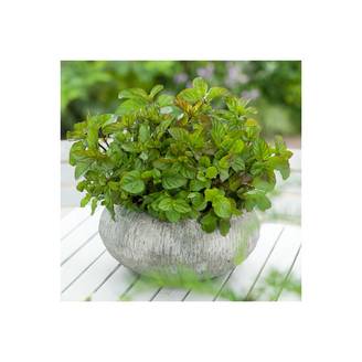 Menthe mojito - Prêt à consommer