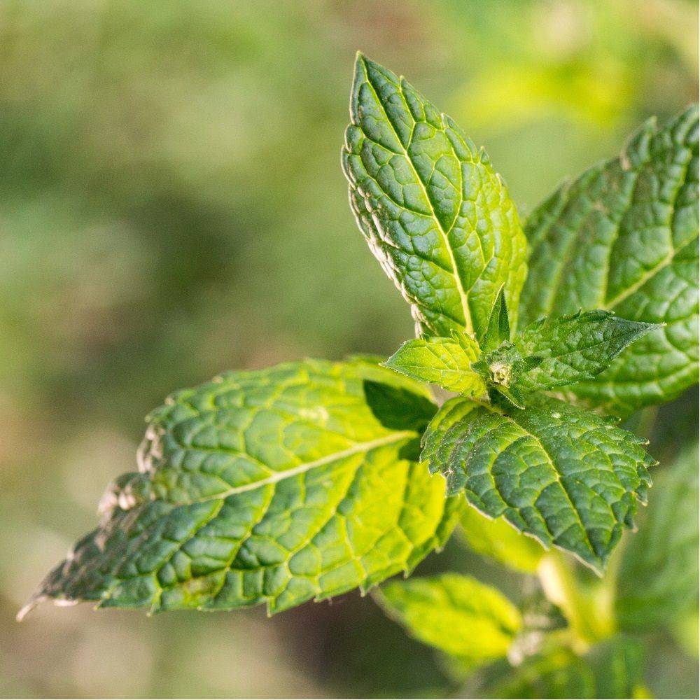 Menthe mojito - Prêt à consommer - Image 2