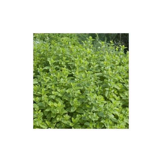 Menthe verte - Prêt à consommer - Image 2