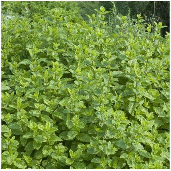 Menthe verte - Prêt à consommer - Image 5