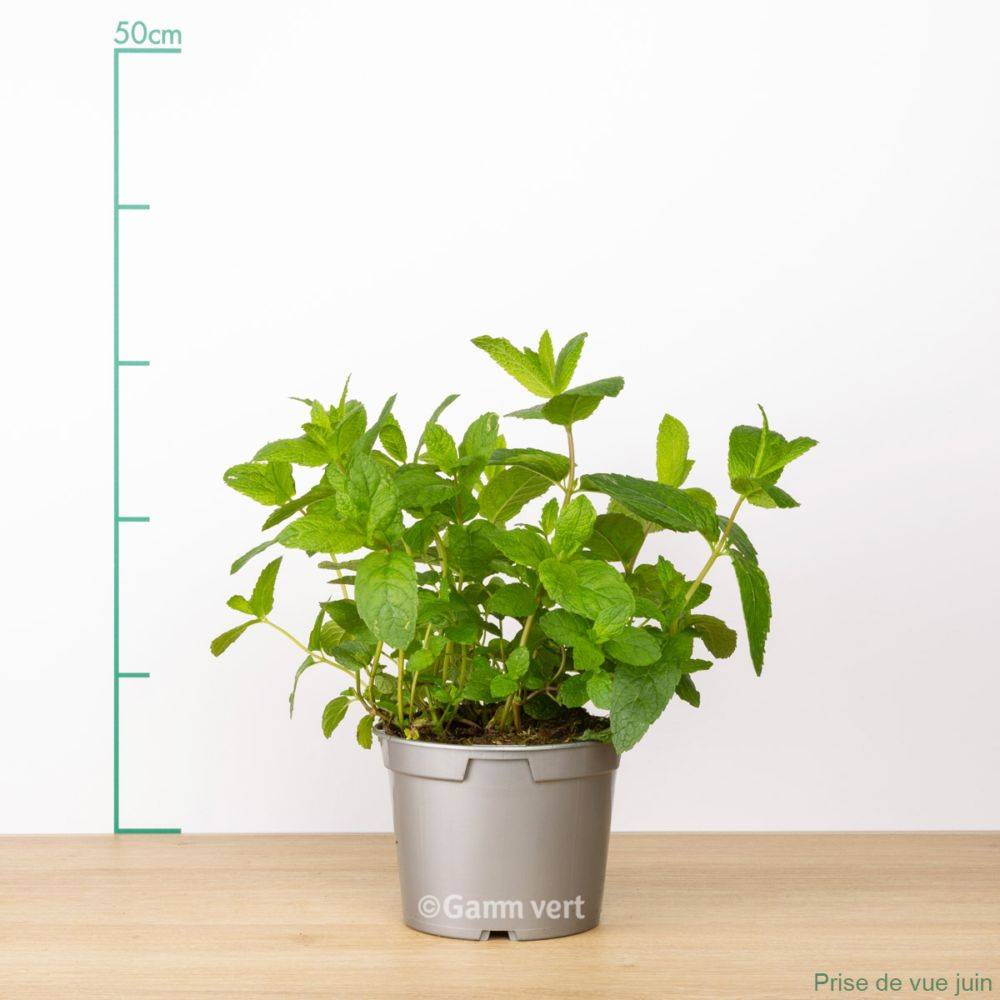Menthe verte - Prêt à consommer - Image 4