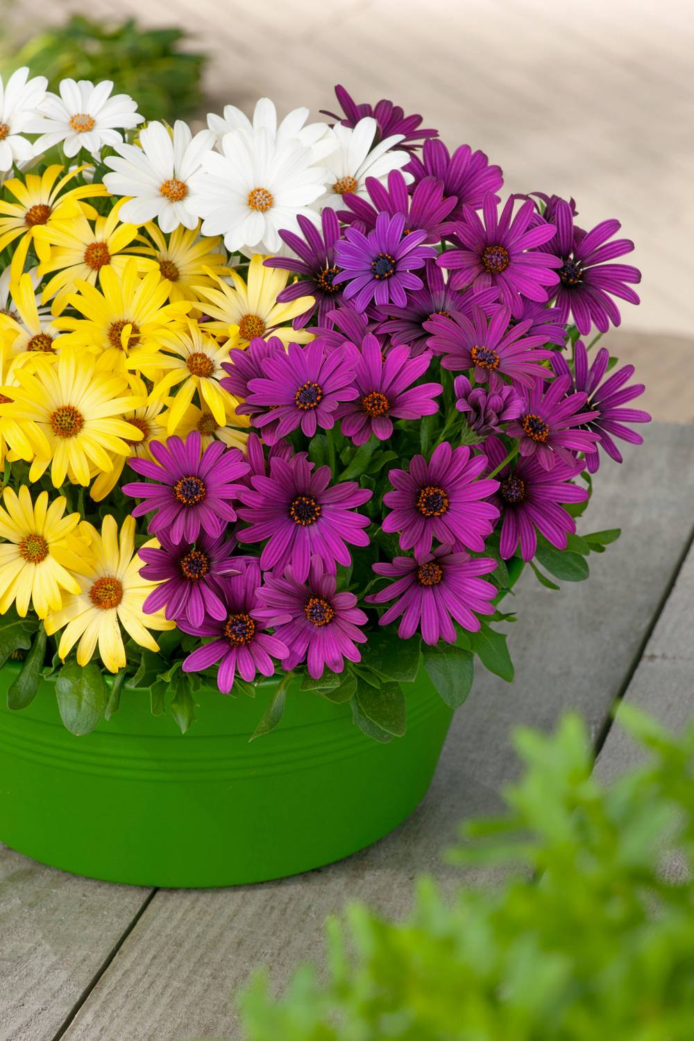 Osteospermum assorti - Marguerite du Cap