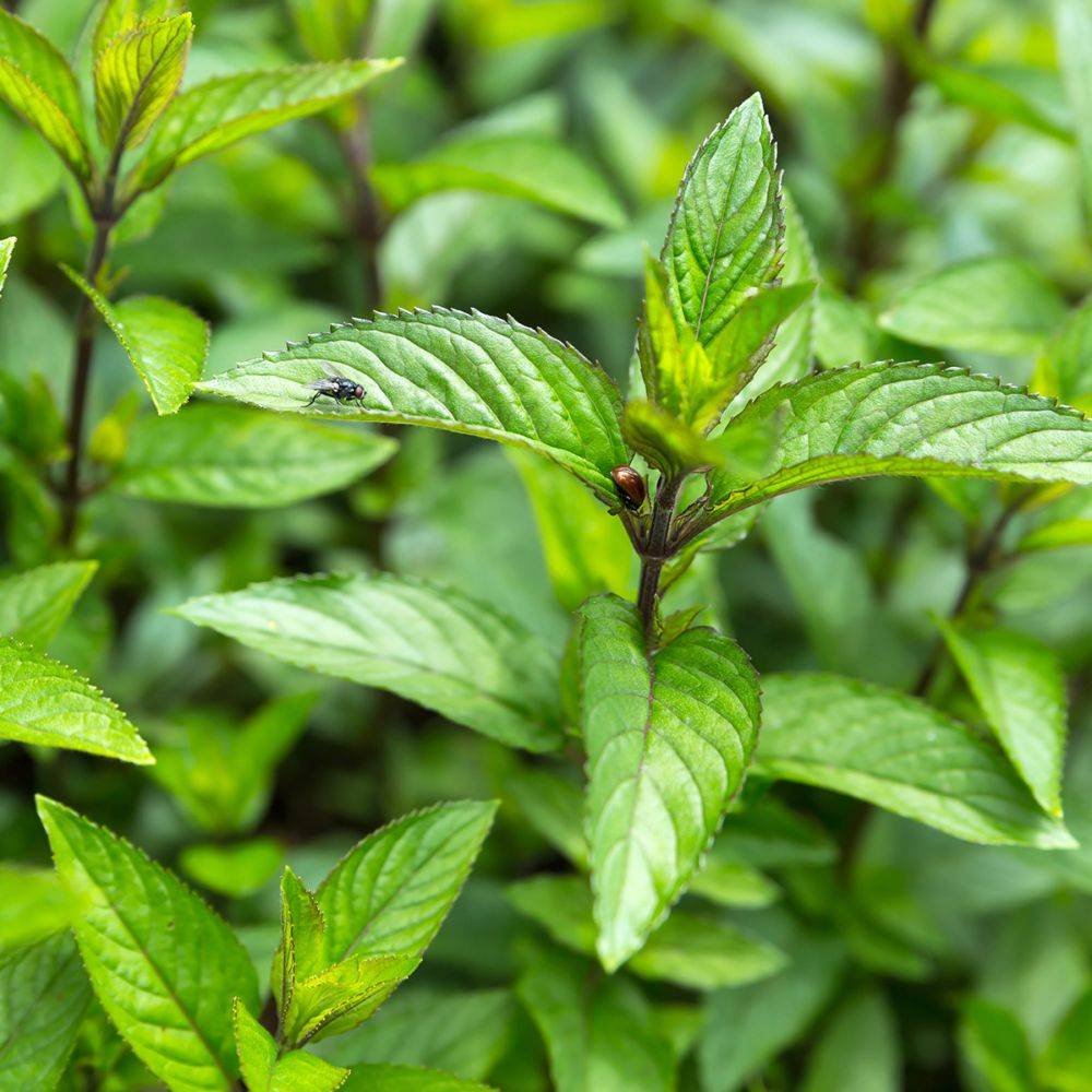 Menthe poivrée - Prêt à consommer - Image 3