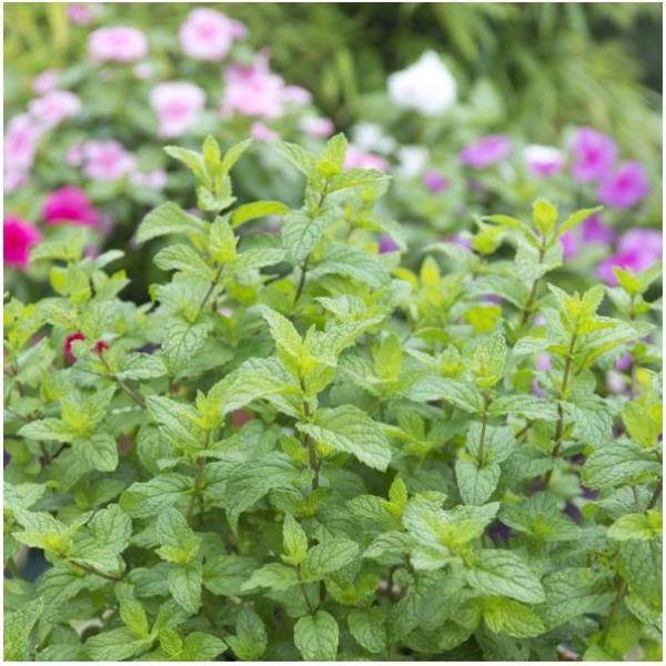 Menthe poivrée - Prêt à consommer - Image 4