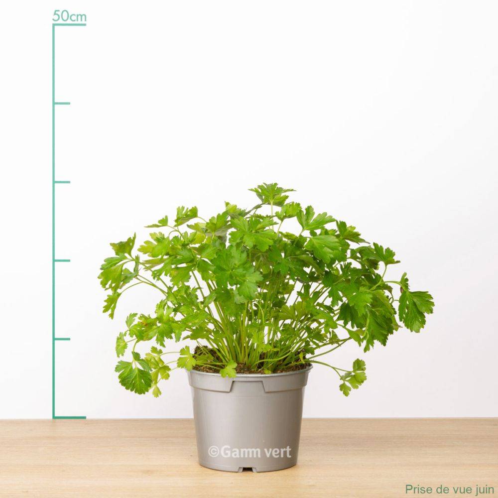 Persil plat - Prêt à consommer - Image 7