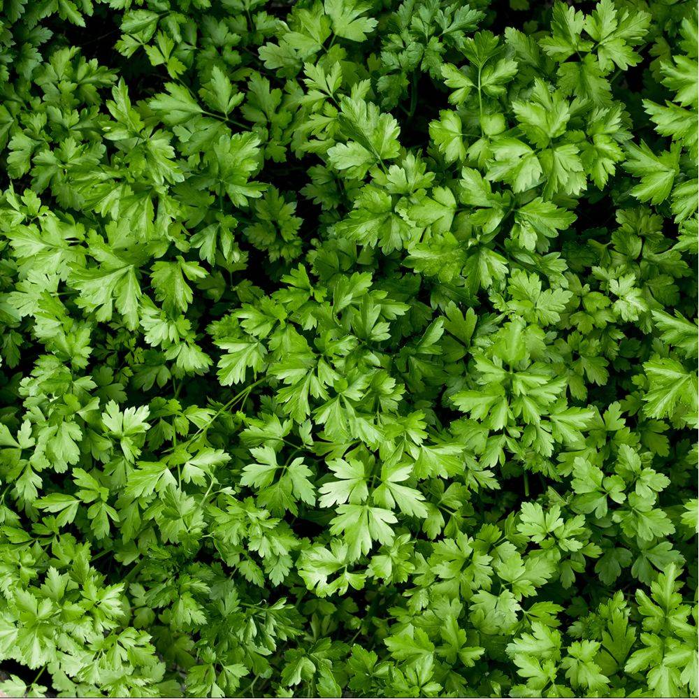 Persil plat - Prêt à consommer - Image 5