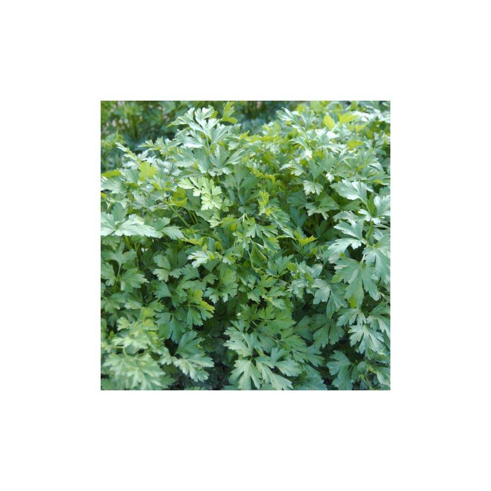 Persil plat - Prêt à consommer - Image 8