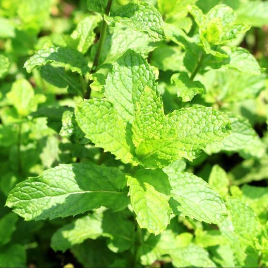 Menthe marocaine - Prêt à consommer - Image 5