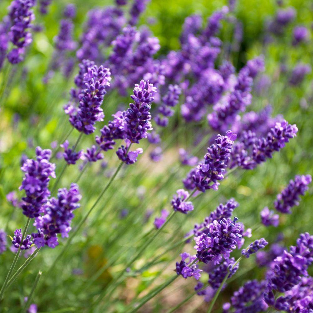 Lavande officinale - Prêt à consommer - Image 5
