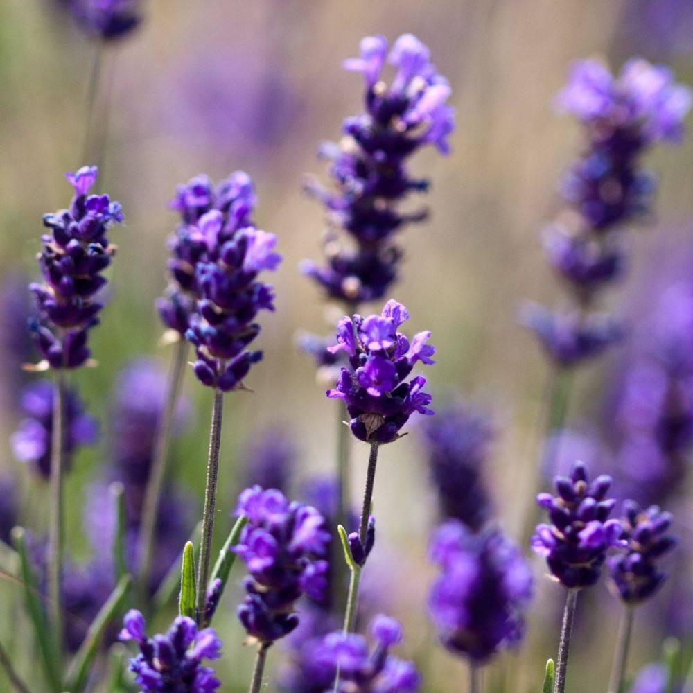 Lavande officinale - Prêt à consommer - Image 6