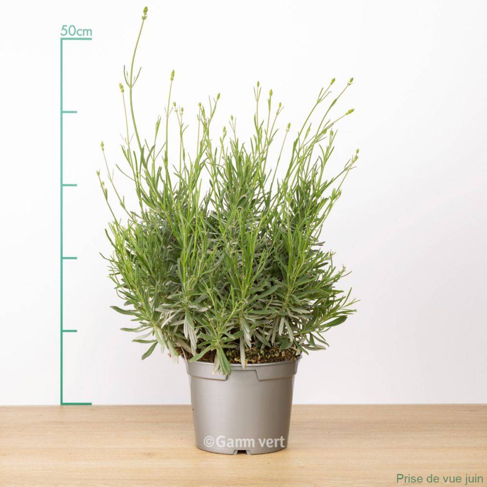Lavande officinale - Prêt à consommer - Image 3
