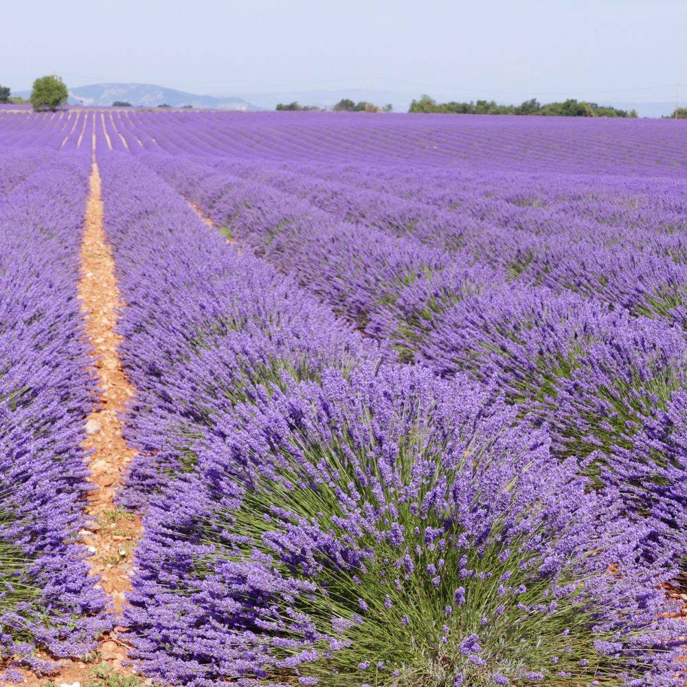 Lavande officinale - Prêt à consommer - Image 11