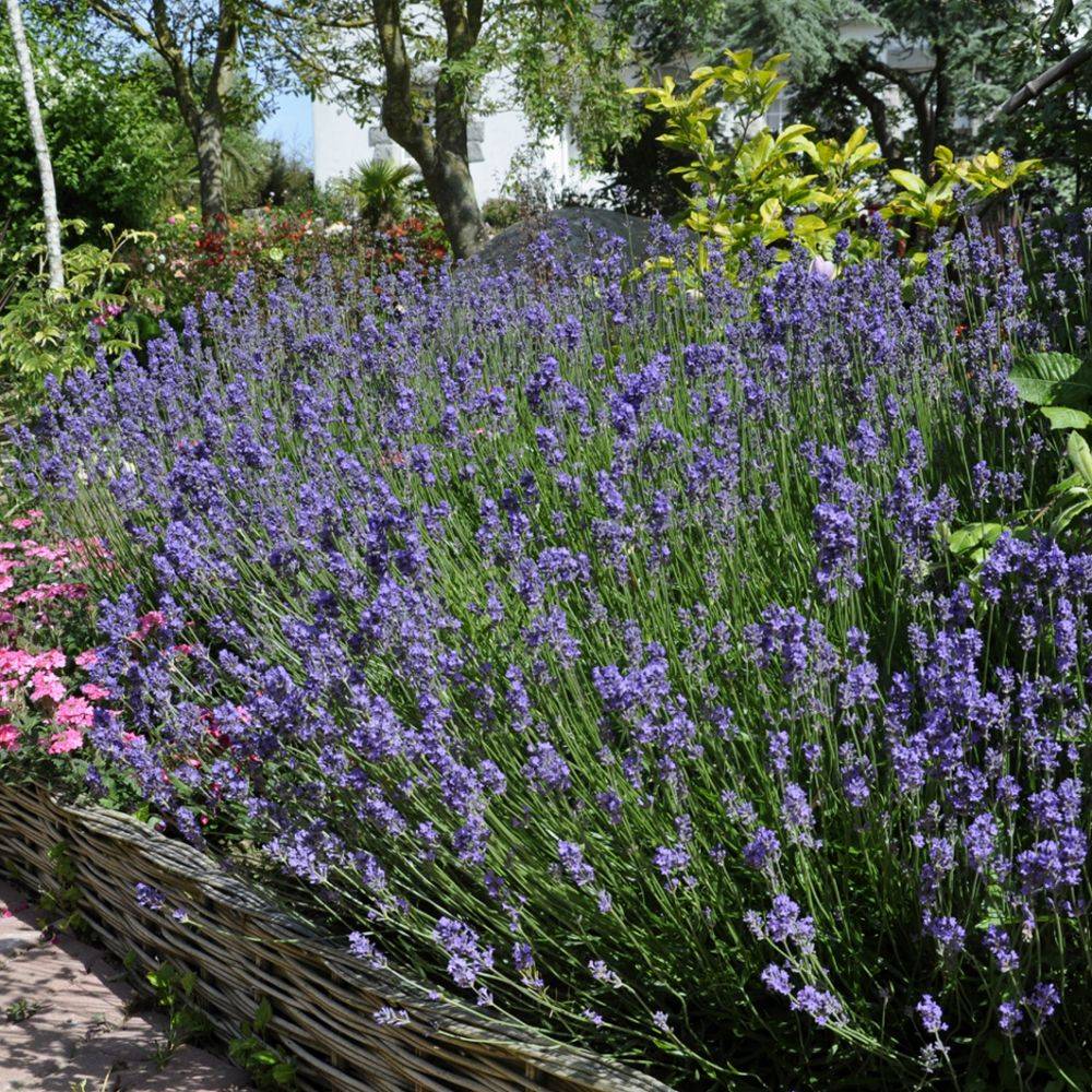 Lavande officinale - Prêt à consommer - Image 1