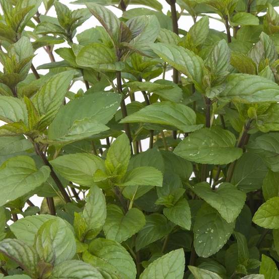 Menthe chocolat - Prêt à consommer - Image 1