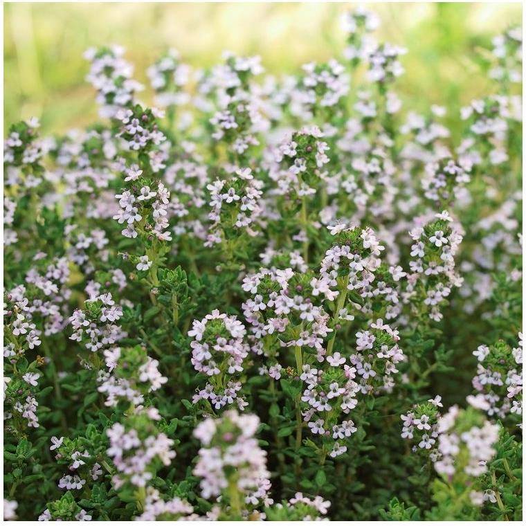 Thym commun - Prêt à consommer - Image 8
