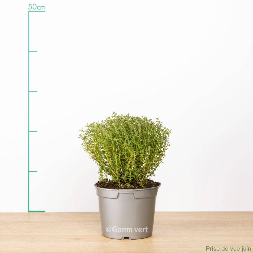 Thym commun - Prêt à consommer - Image 7