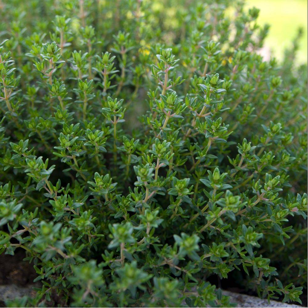 Thym commun - Prêt à consommer - Image 4