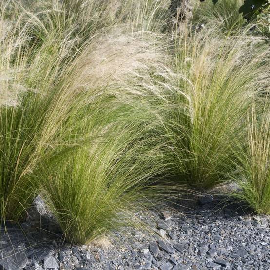 Stipa tenuissima 'Ponytails' - Graminée Cheveux d'ange - Image 4