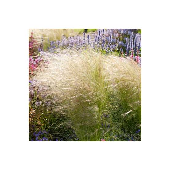 Stipa tenuissima 'Ponytails' - Graminée Cheveux d'ange - Image 3