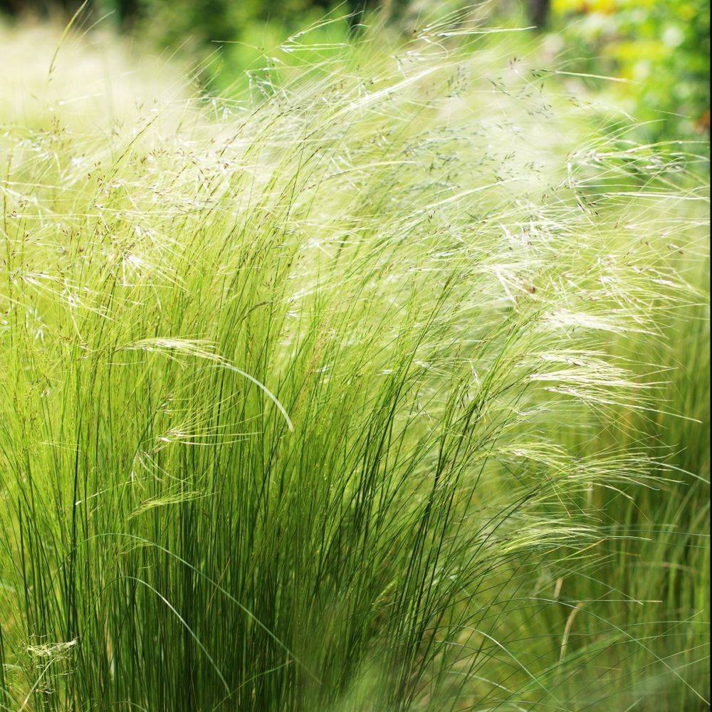 Stipa tenuissima 'Ponytails' - Graminée Cheveux d'ange - Image 10