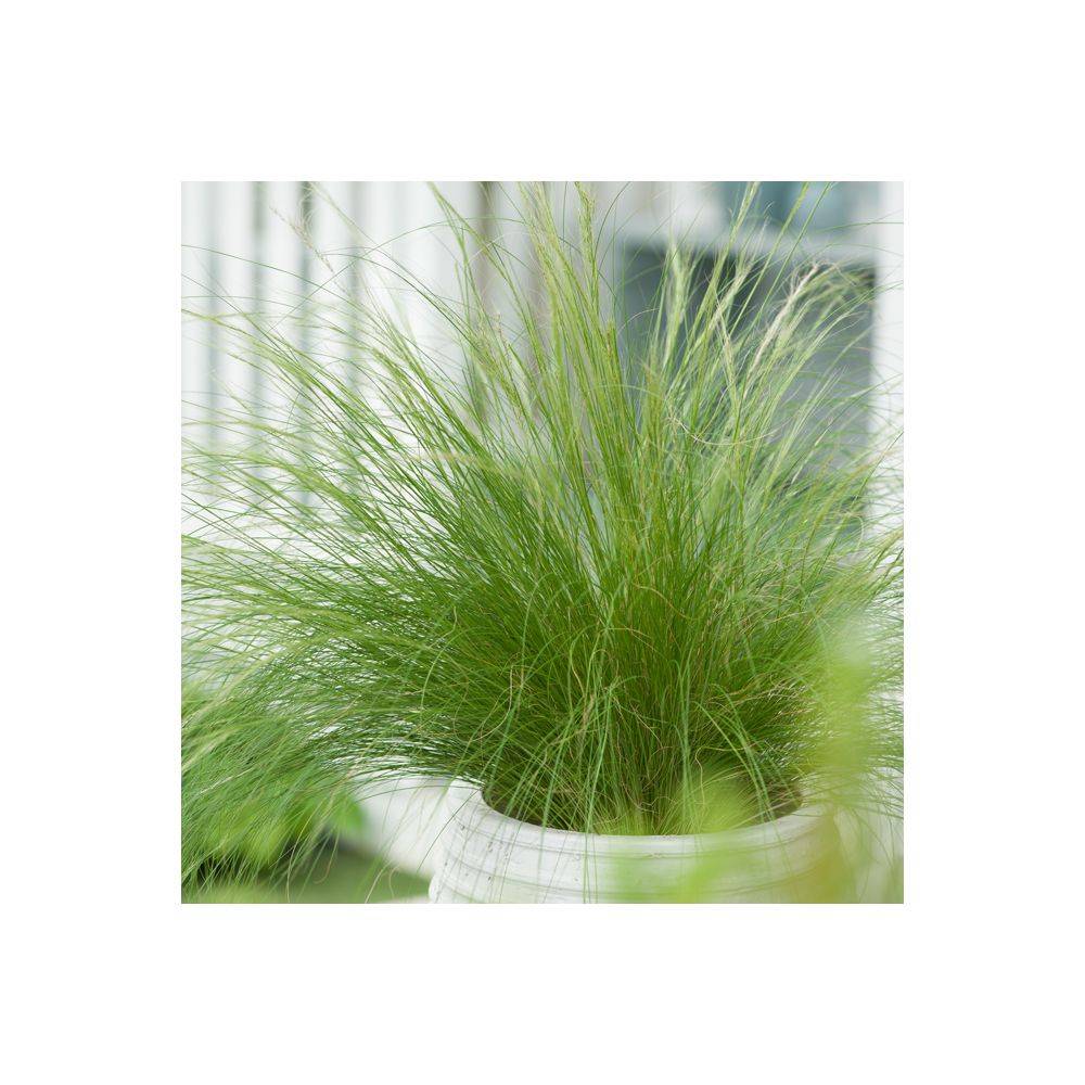 Stipa tenuissima 'Ponytails' - Graminée Cheveux d'ange - Image 11