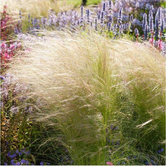 Stipa tenuissima 'Ponytails' - Graminée Cheveux d'ange - Image 14