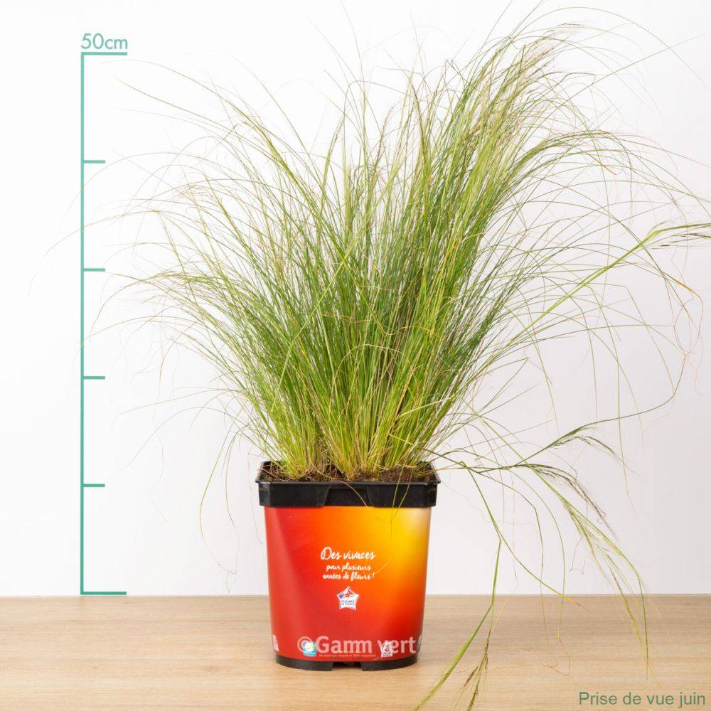 Stipa tenuissima 'Ponytails' - Graminée Cheveux d'ange - Image 17