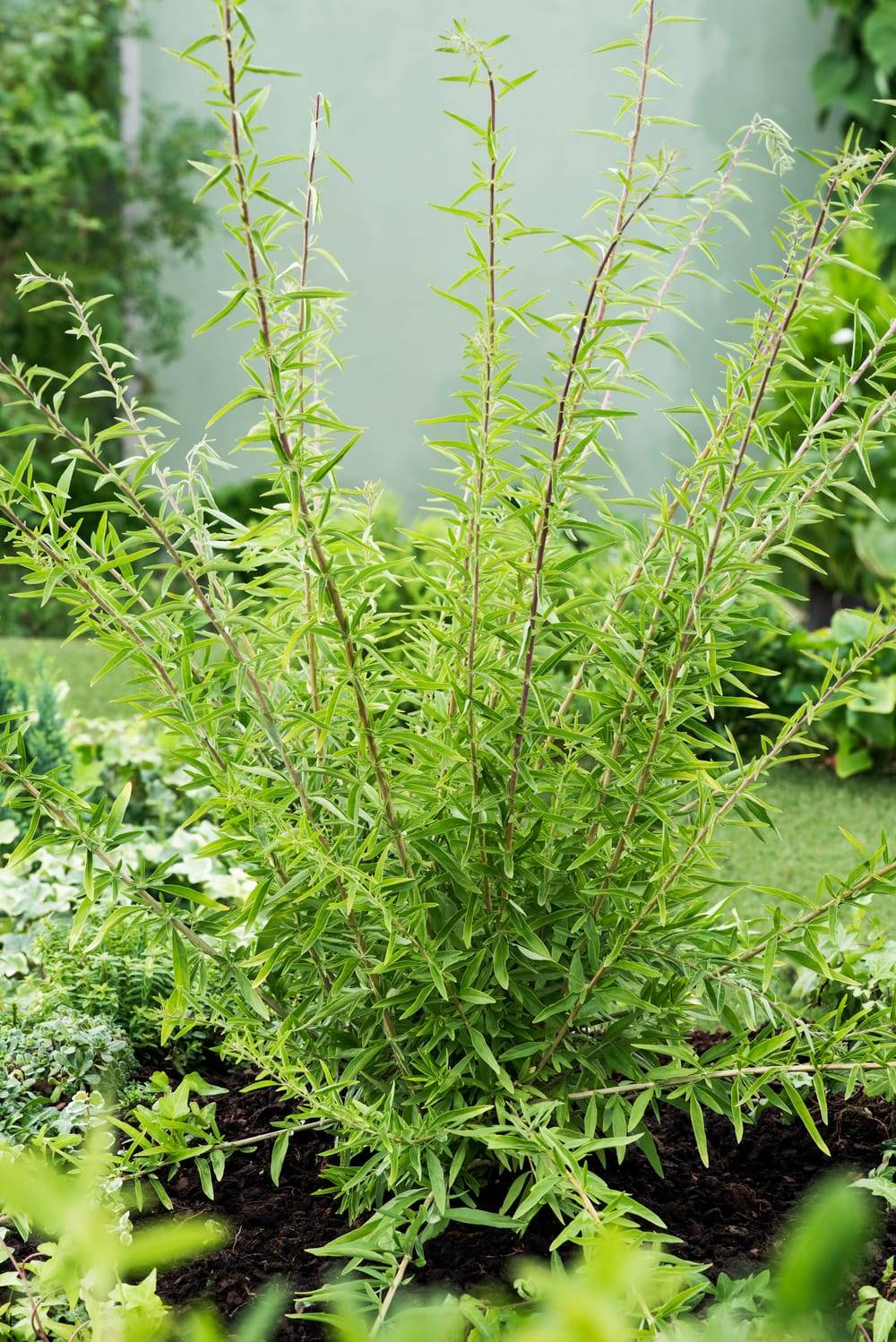 Verveine d'Argentine - Prêt à consommer