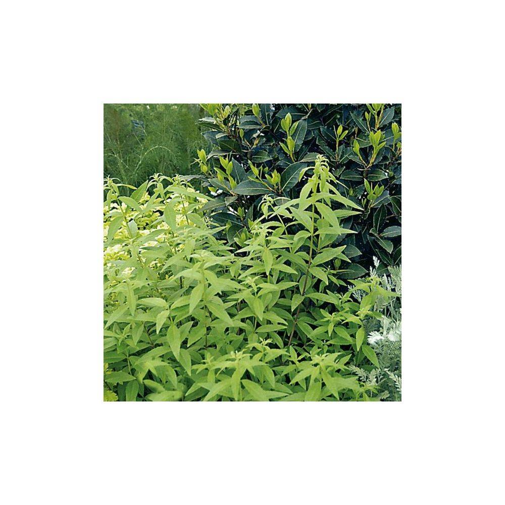 Verveine citronnelle - Prêt à consommer - Image 3