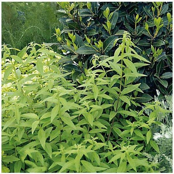 Verveine citronnelle - Prêt à consommer - Image 5