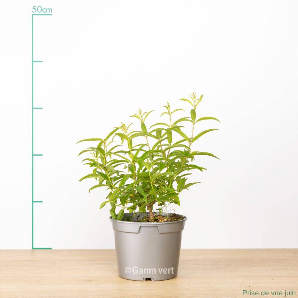 Verveine citronnelle - Prêt à consommer - Image 4