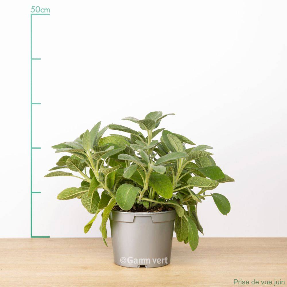 Sauge officinale - Prêt à consommer - Image 4