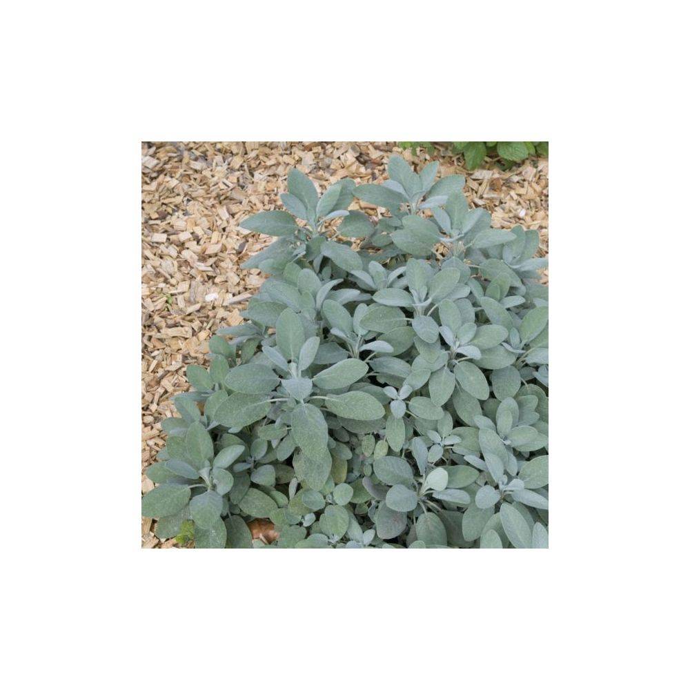 Sauge officinale - Prêt à consommer - Image 1
