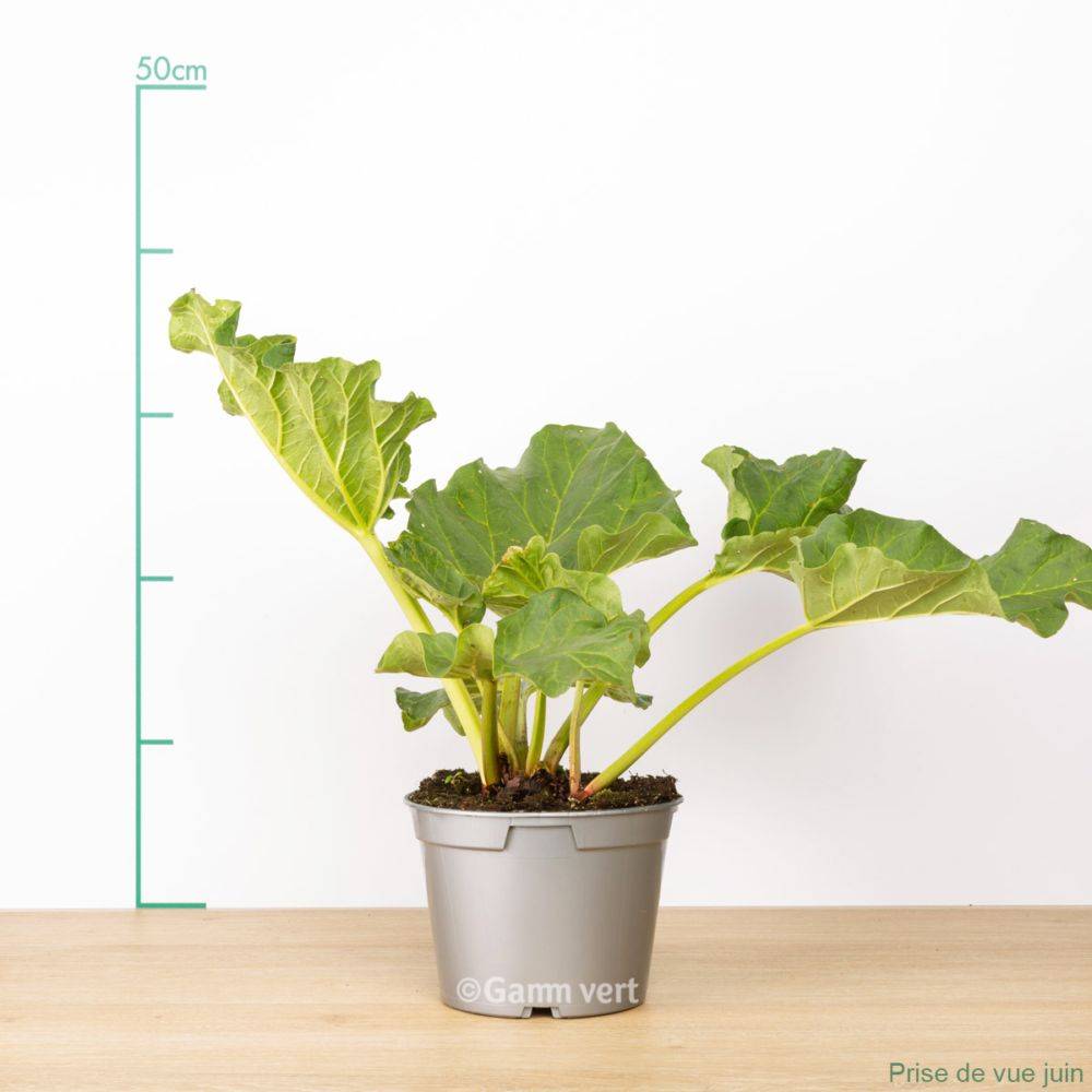 Rhubarbe - Prêt à consommer - Image 1