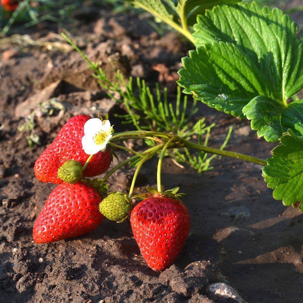 Fraisier 'Mariguette' - Image 3
